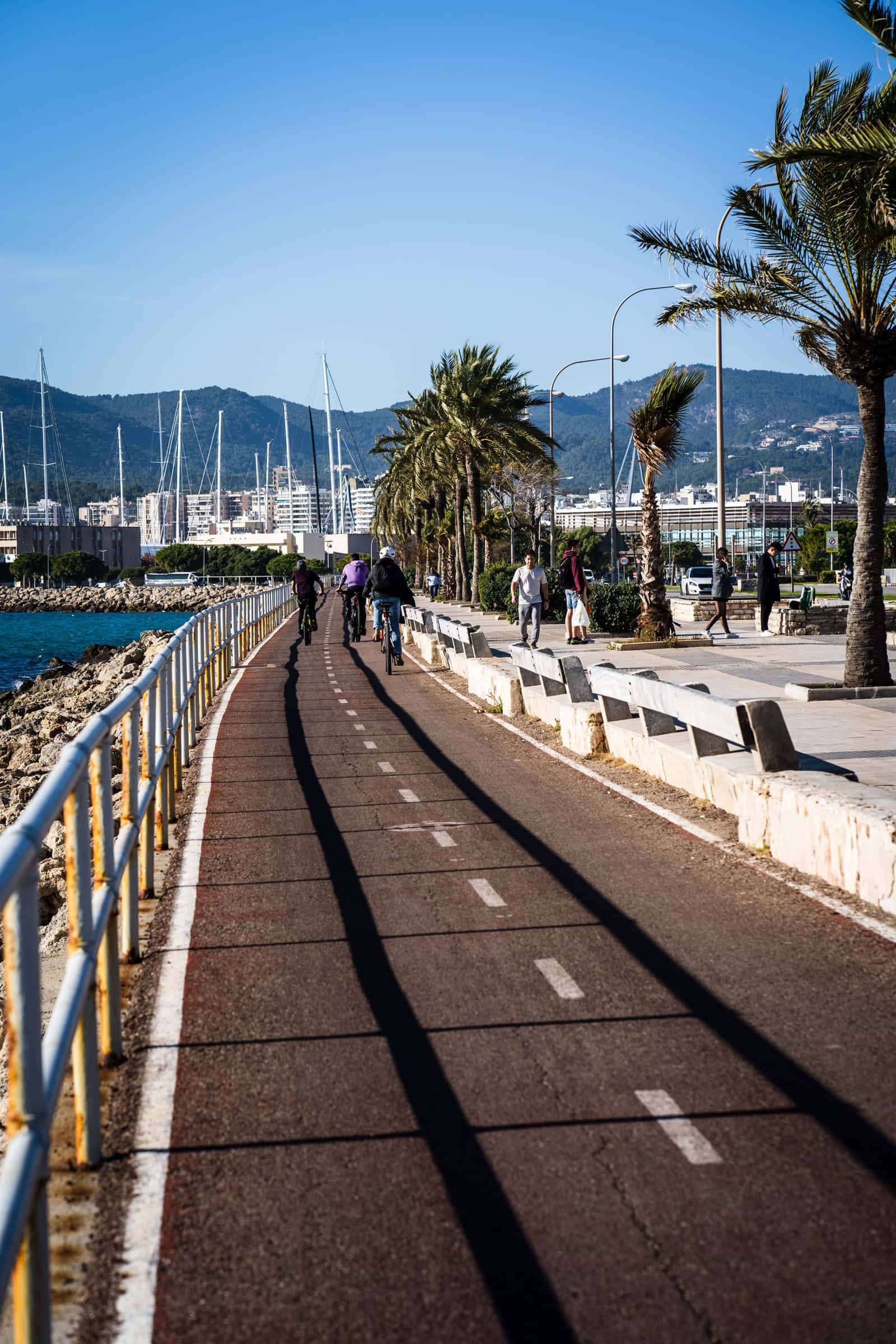 Ciclistas en un carril bici junto al mar con palmeras